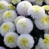 Baby Tears Perennial Mum Plant 2 Baby Tears Perennial Mum Plant -Annual Plants Shop baby tears perennial mum plant 586 detail