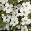 Scopia® Gulliver White Bacopa Plant -Annual Plants Shop bacopa gulliver white plant 816 detail