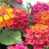 Bandana® Cherry Sunrise Lantana Plant -Annual Plants Shop bandana cherry sunrise lantana plant 197 detail