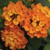 Bandana® Orange Lantana Plant -Annual Plants Shop bandana orange lantana plant 1959 detail