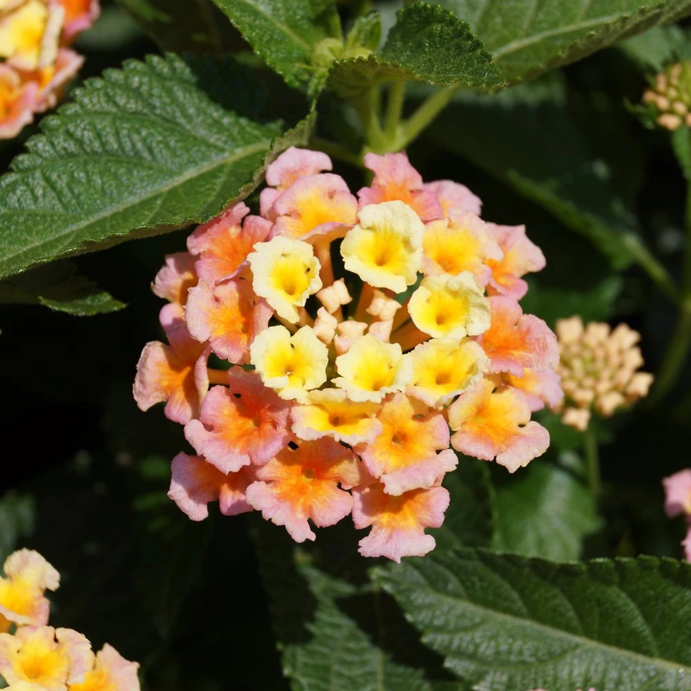 Bandana® Peach Lantana Plant 3 Bandana® Peach Lantana Plant