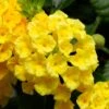 Bandana® Yellow Lantana Plant -Annual Plants Shop bandana yellow lantana plant 1472 detail