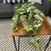 Beautifall® N'Joy Pothos 2 Beautifall® N'Joy Pothos -Annual Plants Shop beautifall n joy pothos 1930 detail