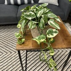 Beautifall® N'Joy Pothos