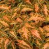 Beauty Of Lyon Coleus Plant -Annual Plants Shop beauty of lyon coleus plant 1250 detail