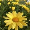 Beauty Yellow Argyranthemum 1 Beauty Yellow Argyranthemum -Annual Plants Shop beauty yellow argyranthemum plant 1319 detail