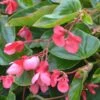 Dragon® Wing Pink Angel Wing Begonia Plant -Annual Plants Shop begonia dragon wing pink plant 827 detail