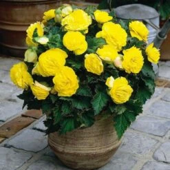 Nonstop® Yellow Tuberous Begonia Plant