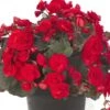 Solenia® Red Improved Begonia Plant -Annual Plants Shop begonia solenia red plant 52 detail