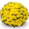 Belgian Mum® Amiko Yellow Plant