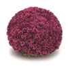 Belgian Mum® Arluno Purple Plant 2 Belgian Mum® Arluno Purple Plant -Annual Plants Shop belgian mum arluno purple 1897 detail