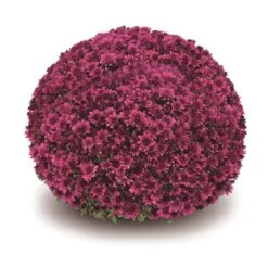 Belgian Mum® Arluno Purple Plant