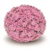 Belgian Mum® Fonti Pink Plant 1 Belgian Mum® Fonti Pink Plant -Annual Plants Shop belgian mum fonti pink 1582 detail