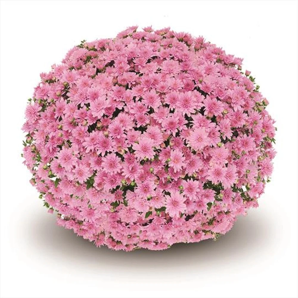 Belgian Mum® Fonti Pink Plant 3 Belgian Mum® Fonti Pink Plant