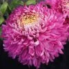 Belle O' The Ball Perennial Mum Plant -Annual Plants Shop belle o the ball perennial mum plant 2232 detail