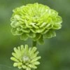 Benary's Giant Lime Zinnia -Annual Plants Shop benarys giant lime zinnia plant 1317 detail