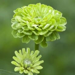Benary's Giant Lime Zinnia
