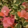 Bengal Orange Bougainvillea Plant 2 Bengal Orange Bougainvillea Plant -Annual Plants Shop bengal orange bougainvillea plant 1273 detail