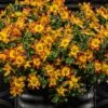 Campfire® Fireburst Bidens Plant -Annual Plants Shop bidens campfire burst spanish needles plant 2100 detail