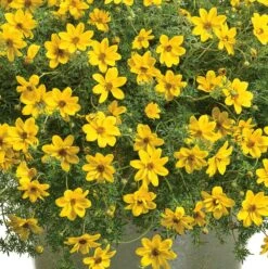 Goldilocks Rocks® Bidens Plant