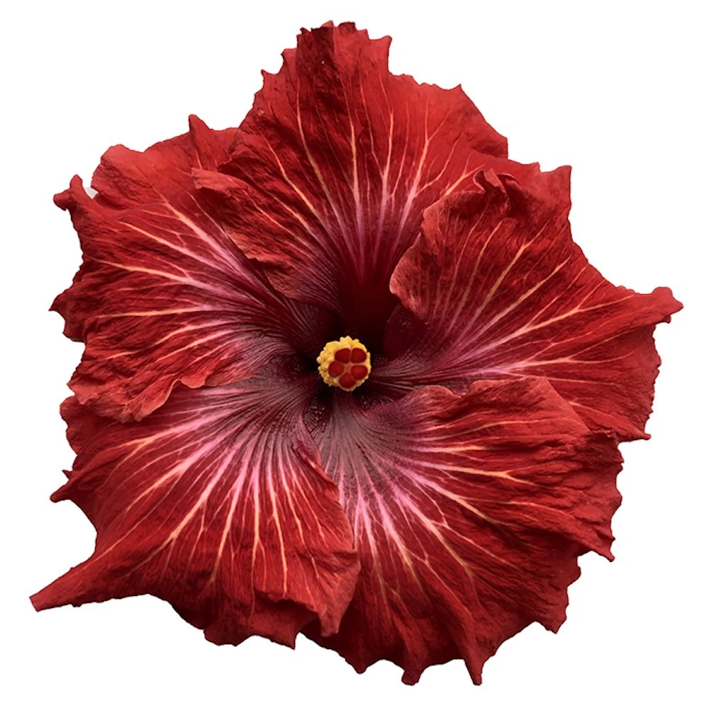 Big Poppa Cajun Hibiscus 3 Big Poppa Cajun Hibiscus