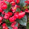 Big™ Red With Green Leaf Wax Begonia Plant 2 Big™ Red With Green Leaf Wax Begonia Plant -Annual Plants Shop big red green leaf begonia plant 1413 detail