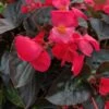 Big™ Rose With Bronze Leaf Wax Begonia Plant -Annual Plants Shop big rose bronze leaf begonia plant 552 detail