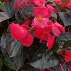 Big™ Rose With Bronze Leaf Wax Begonia Plant