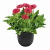 Bighorn® Patio Gerbera 1 Bighorn® Patio Gerbera -Annual Plants Shop bighorn patio gerbera plant 1537 detail