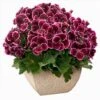 Aristo® Black Beauty Regal Geranium Plant 2 Aristo® Black Beauty Regal Geranium Plant -Annual Plants Shop black beauty aristo regal geranium plant 512 detail