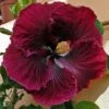 Black Dragon Cajun Hibiscus -Annual Plants Shop black dragon cajun hibiscus plant 1514 detail