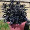 Black Pearl Ornamental Pepper -Annual Plants Shop black pearl ornamental pepper plant 1480 detail