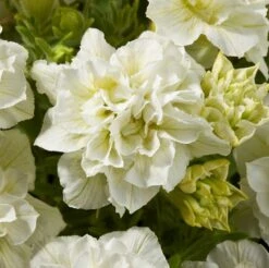 Blanket® Double Chardonnay Petunia Plant