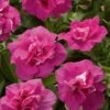 Blanket® Double Rose Petunia Plant -Annual Plants Shop blanket double rose petunia plant 453 detail