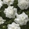 Blanket® Double White Petunia Plant -Annual Plants Shop blanket double white petunia plant 159 detail