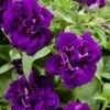 Blanket® Double Velvet Midnight Petunia Plant
