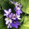 Blue Ice African Violet -Annual Plants Shop blue ice african violet plant 812 detail