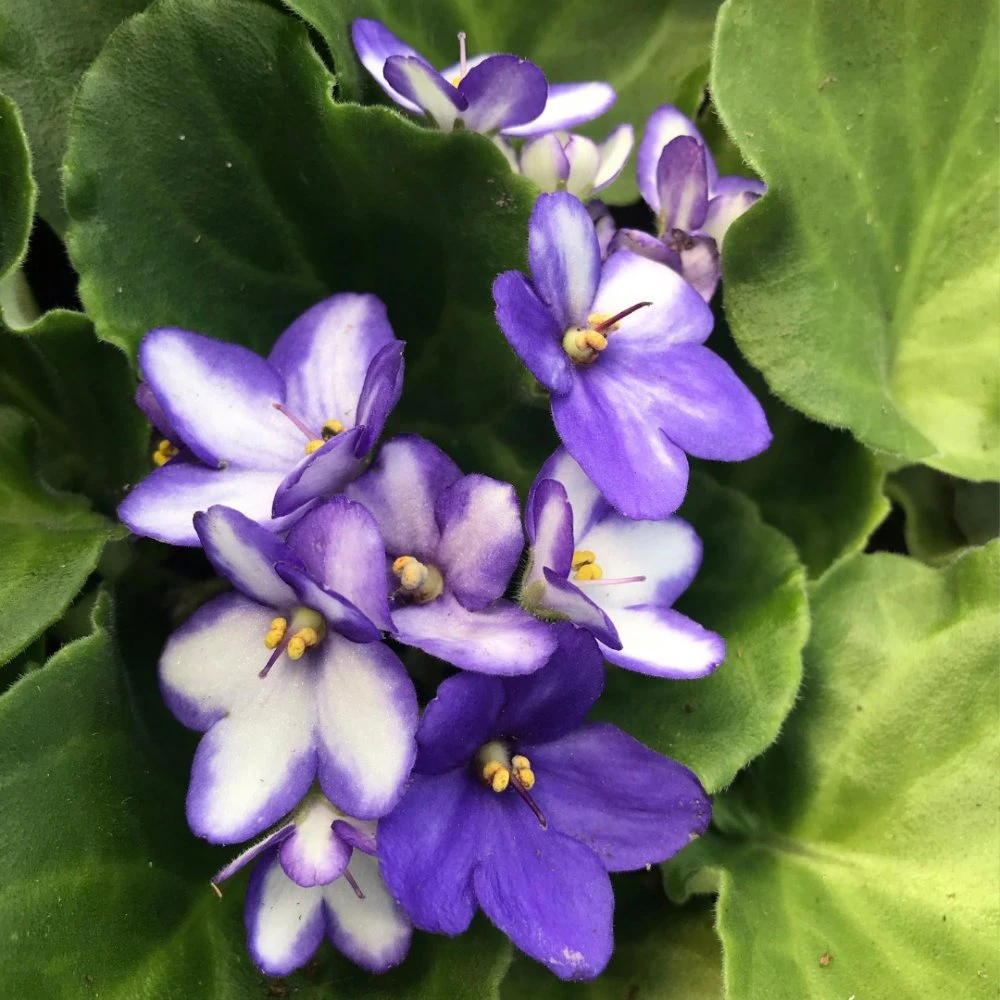 Blue Ice African Violet 3 Blue Ice African Violet