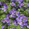 Blue Improved Snowstorm Bacopa Plant -Annual Plants Shop blue improved snowstorm bacopa 616 detail