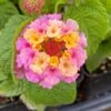 Blush Pink Lantana Plant -Annual Plants Shop blush pink lantana plant updated 1121 detail