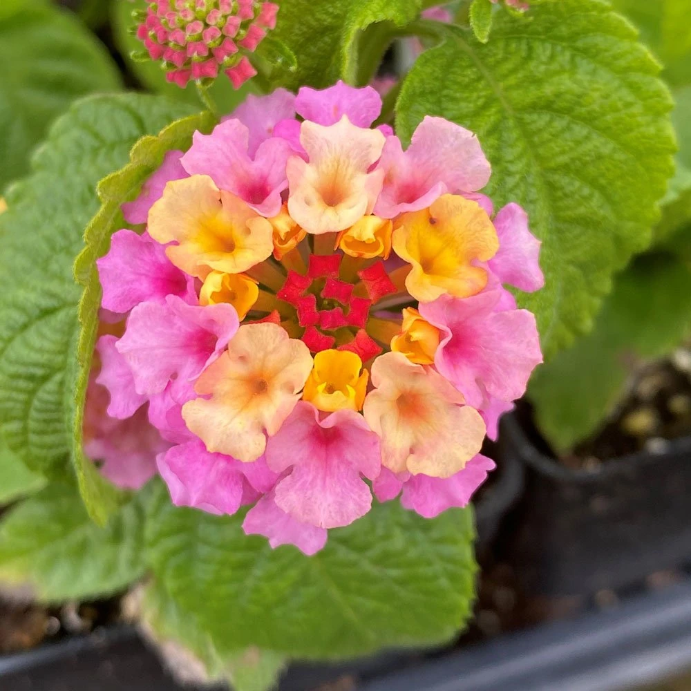 Blush Pink Lantana Plant 3 Blush Pink Lantana Plant