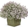Blushing Princess® Lobularia Plant -Annual Plants Shop blushing princess lobularia plant 1322 detail
