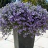 Blutopia® Blue Bacopa Plant