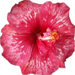 Bold Idea Cajun Hibiscus