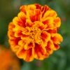 Bonanza Flame Marigold -Annual Plants Shop bonanza flame marigold plant 514 detail