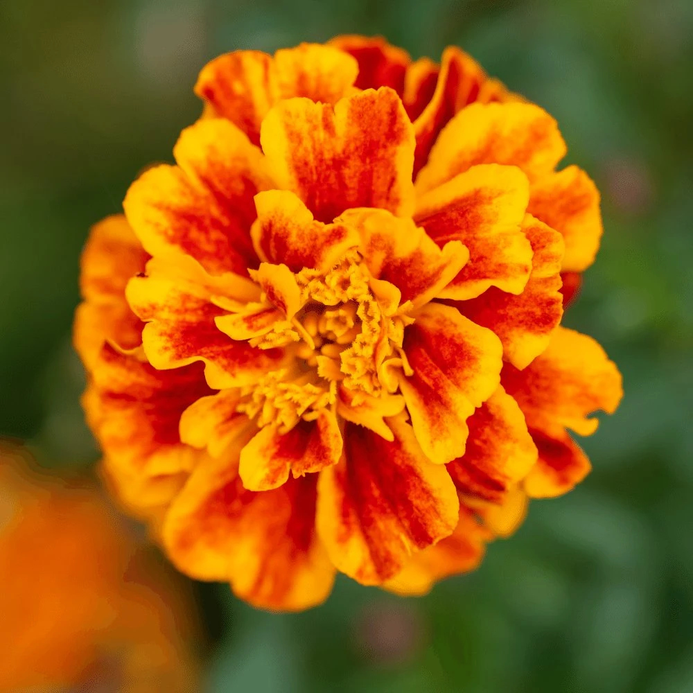Bonanza Flame Marigold 3 Bonanza Flame Marigold