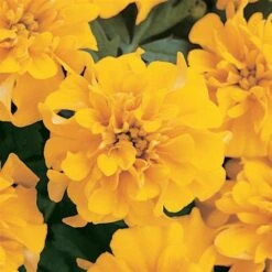 Bonanza Gold Marigold