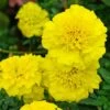Bonanza Yellow Marigold