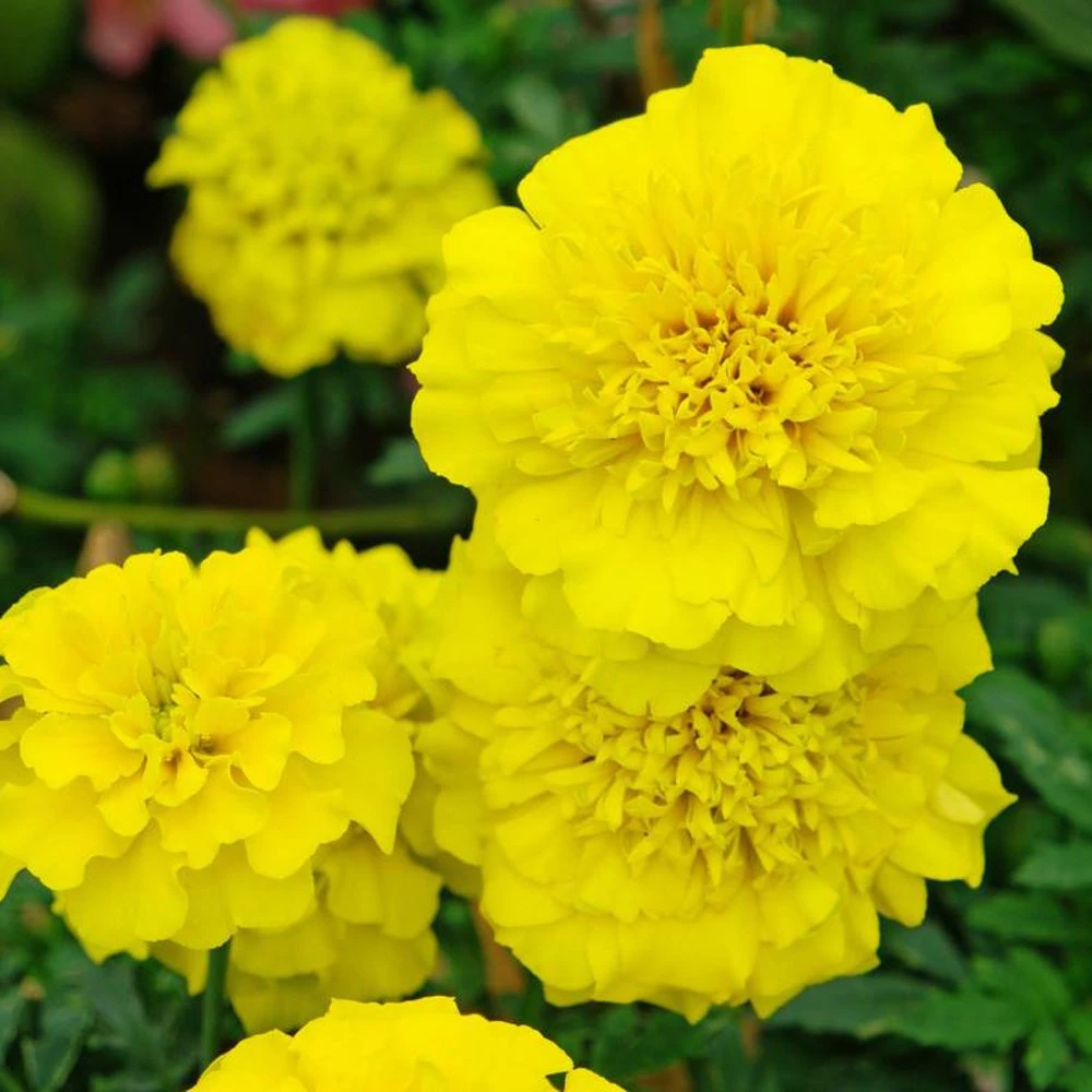 Bonanza Yellow Marigold 3 Bonanza Yellow Marigold