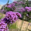 Bonariensis Cloud Verbena Plant